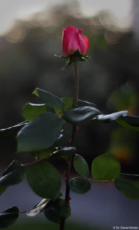 Rose im November, APS-C, Offenblende. Auto-Takumar 55mm f/1.8 Rose Spinnweben