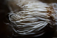 Wurzeln am Porree. Auto-Takumar 1.8/55 Zebra Wurzeln Porree