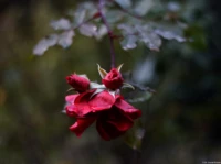 Eine Rose im Regen, November 2024, Offenblende, APS-C. Auto-Takumar 1.8/55 Rose Regen