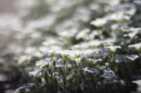 f/2, APS-C. Yashica DSB 2/55 Bokeh Weiße Blüten