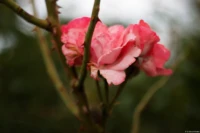 Rose, f/2.0, APS-C. Yashica DSB 2.0/55 Rose rosa