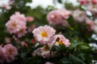 Blütenmeer, f/1.7, APS-C. Yashica ML f/1.7 50mm  Rosen pink Blütenpracht