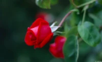 Trotz der mangelnden Schärfe vermittelt das Foto eine schöne Stimmung, f/1.7, APS-C. Yashica ML 1.7/50 Rose APS-C