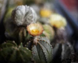 Astrophytum, Vollformat. Olympus G. Zuiko 1.4/50 Astrophytum hybrid