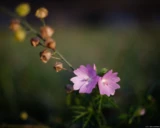 Moschus-Malve in der Abendsonne, f/1.4, Vollformat. Olympus G. Zuiko 1.4/50 Moschus-Malve Abendsonne