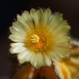 Zum Abschluss noch einige Fotos meiner Astrophyten. Olympus Zuiko f/1,4 50mm Kaktusblüte