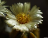 Zum Abschluss noch einige Fotos meiner Astrophyten. Olympus G. Zuiko 1,4/50 Blüte Kaktus