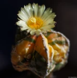Zum Abschluss noch einige Fotos meiner Astrophyten. Olympus Zuiko 1.4/50 Astrophytum variegat fukuryu