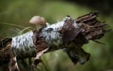 Pilz an einer umgestürzten Birke, Vollformat. Olympus OM-Systems Auto-S f/1.4 50mm Pilz Birke