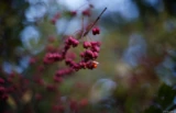 Himalaya Spindelstrauch (Euonymus hamiltonianus) in der Dresdner Heide, f/1.4, Vollformat. Olympus OM-Systems Auto-S 1.4/50 Rote Beeren Euonymus hamiltonianus