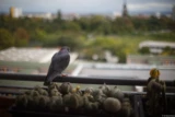 Das übliche Foto der Taube auf meinem Balkon, f/1.4, Vollformat. Olympus G. Zuiko f/1.4 50mm