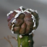 Astrophytum, Vollformat. Olympus 1.4/50 Astrophytum