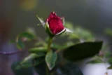 Und noch eine Rose in Röcken nach einem starken Regenguss, f/1.4, APS-C. Olympus OM-Systems Auto-S 1,4/50 Regentropfen Dunkelrote Rose