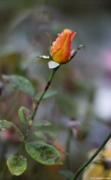 Noch eine Rose in Röcken nach einem starken Regenguss, f/1.4, APS-C. Olympus G. Zuiko 1.4/50 Gelb-rote Rose Regen