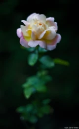 Rose mit Regentropfen, f/1.4, Vollformat.  Die Schärfe an der Blüte ist recht gut. Olympus G. Zuiko f/1,4 50mm Rose Regen