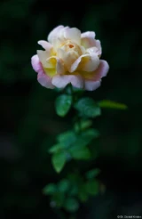 Durch das Abblenden hat die Schärfe weiter zugenommen. Olympus Zuiko 1.4/50 Rose Regentropfen