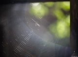 Spinnennetz im Gegenlicht, f/1.4, Vollformat. Olympus OM-Systems Auto-S f/1.4 50mm Spinnennetz Gegenlicht.
