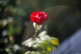 Anderer Blickwinkel, andere Lensflares,  f/1.4, Vollformat. Olympus Zuiko 1,4/50 Lensflare Rose