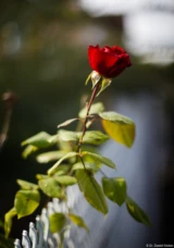 f/1.4, Vollformat. Olympus OM-Systems Auto-S 1,4/50 Zaun Rose