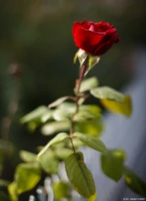 f/1.4, Vollformat. Olympus G. Zuiko f/1.4 50mm Herbstrose