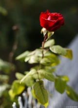 Abgeblendet, Vollformat. Olympus Zuiko 1,4/50 Rose im Herbst