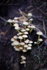 Pilze in der Dresdner Heide, Vollformat. Olympus Zuiko 1,4/50 Pilz Pilze