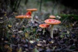 Im Oktober 2024 gab es in der Dresdner Heide eine regelrechte Invasion von Fliegenpilzen, f/1.4, Vollformat. Olympus G. Zuiko 1,4/50 Fliegenpilz Amanita muscaria Dresdner Heise