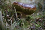 Alter Steinpilz, hier hätte ich einen Polfilter gebrauchen können, Vollformat. Olympus OM-Systems Auto-S 1,4/50 Steinpilz boletus edulus