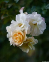 Rosen, f/1.4, APS-C. Olympus 1.4/50 Gelbe Rose Herbst