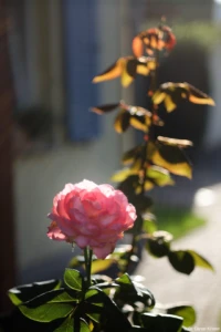 Starke Lightleaks im linken, oberen Bereich, APS-C, Offenblende. Carl Zeiss Jena Tessar f/2.8 50mm