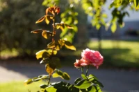 Deutlich ausgeprägtes Bokeh, APS-C, Offenblende. Carl Zeiss Jena Tessar 2.8/50