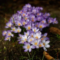 Krokusse. Carl Zeiss Jena Tessar Lilie Bokeh f/2.8 50mm 12 blade