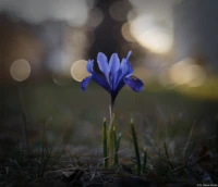 Lilie, Offenblende, Vollformat. Carl Zeiss Jena Tessar Lilie Bokeh f/2.8 50mm 12 blade