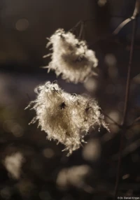 Waldrebe in der Sonne, das Seifenblasenbokeh ist sehr gut zu erkennen, Offenblende, Vollformat. Waldrebe Bokeh Carl Zeiss Jena Tessar f/2.8 red T