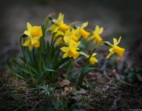 Vollformat. Auto-Takumar 55mm f/1.8 Osterglocken.