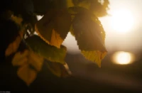Herbst an der Elbe, Vollformat. Carl Zeiss Jena Tessar 2.8/50 Gegenlicht Herbst Abendsonne