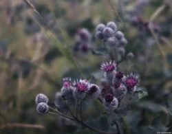 Disteln, APS-C. Carl Zeiss Jena Tessar 1:4.5 75mm Disteln