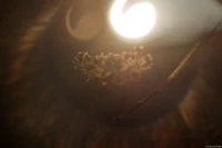 Massive Lensflares in direktem Gegenlicht, APS-C. Carl Zeiss Jena Tessar f/2.8 50mm Gegenlicht defekte Blende