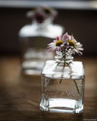 Das erste Foto nach der Restaurierung, Offenblende, Vollformat. Carl Zeiss Jena Tessar 2.8/50 Gänseblümchen Flakon