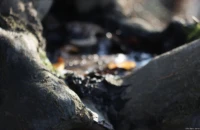 In einer Astgabel hat sich eine Pfütze gebildet, wodurch sich ein gutes Motiv für das Bokeh ergab. In der Vergrößerung kann man kann am Bokeh leichte Farbsäume erkennen, Offenblende, APS-C. Carl Zeiss Jena Tessar 2.8/50 Pfütze Astgabel