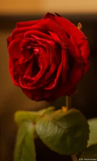 Rose mit indirektem Aufsteckblitz, APS-C. Carl Zeiss Jena Tessar 2.8/50 Rose