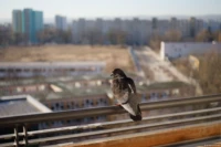 Taube im Vorfrühling, Offenblende, Vollformat. Carl Zeiss Jena Tessar 2.8/50 Taube Balkon Frühling