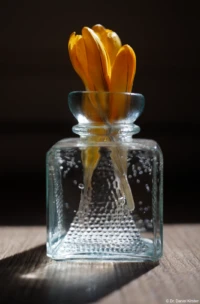 Vollformat. Carl Zeiss Jena Tessar 2.8/50 Krokusse