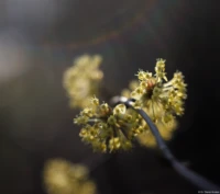 Es folgen 3 Aufnahmen um das Verhalten bei Gegenlicht zu testen, Offenblende, APS-C. Dabei hat sich ein starkes Tessarbokeh gebildet. Carl Zeiss Jena Tessar 2.8/50 Gegenlicht Lensflare