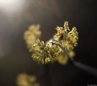 Offenblende, APS-C. Tessar Bokeh Abendsonne