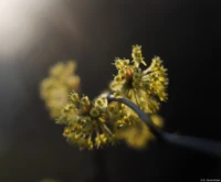 Offenblende, APS-C. Carl Zeiss Jena Tessar f/2.8 50mm Lensflare Frontlicht