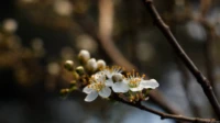 Eines meiner besten Fotos mit diesem Tessar, abgeblendet, APS-C. Man kann im Bokeh ganz leichte fünfeckige Muster erkennen. Carl Zeiss Jena Tessar f/2.8 50mm Bokeh
