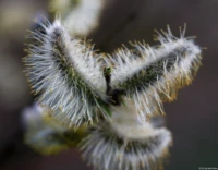 APS-C. Carl Zeiss Jena Tessar f/2.8 50mm Weiden