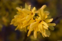 Forsythia in der Abendsonne, APS-C. Carl Zeiss Jena Tessar 2.8/50 Forsythia