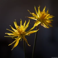 Osterglocke Rip van Winkle, von hinten beleuchtet, Vollformat. Carl Zeiss Jena Tessar 2.8/50 Osterglocke Rip van Winkle Gegenlicht